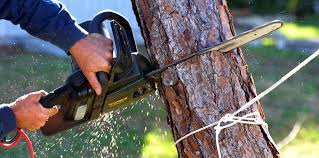 Best Arborist Consultation Services  in Morton, WA