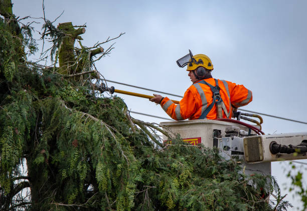 Reliable Morton, WA Tree Removal Services Solutions