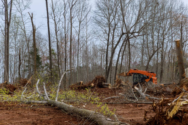 Best Tree Disease Treatment  in Morton, WA